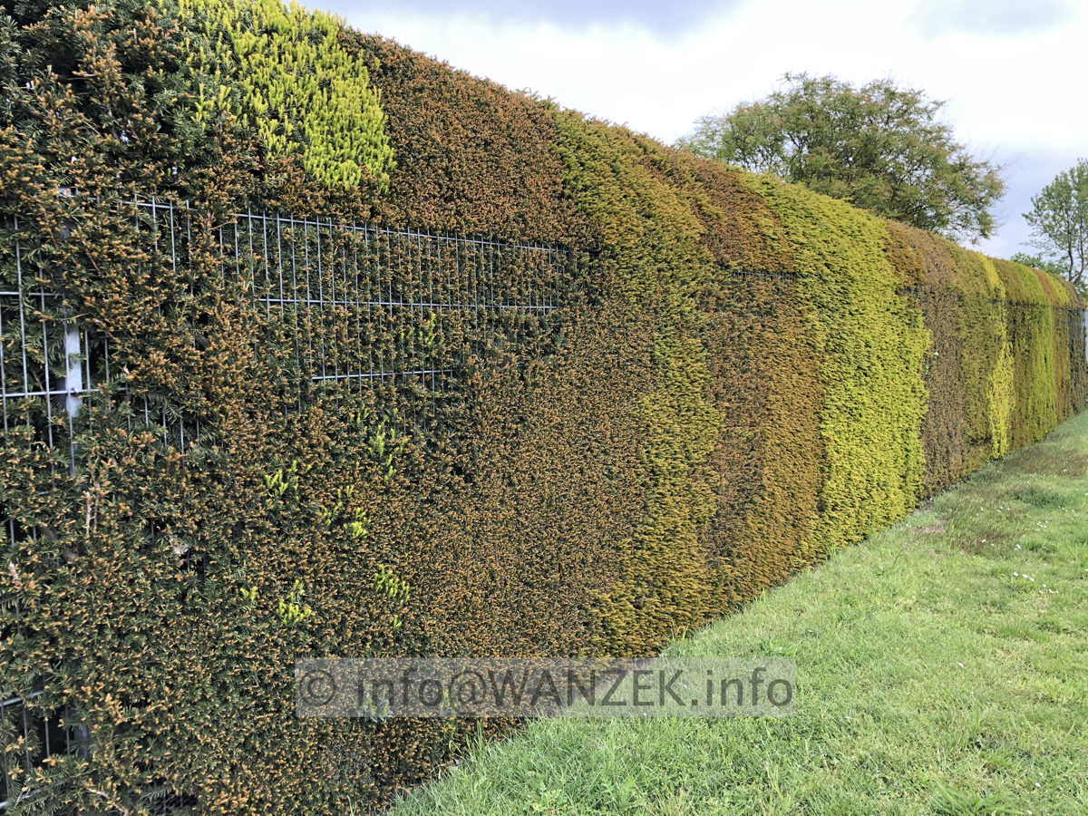 Taxus baccata 13 unterschiedlicher Austrieb.JPG